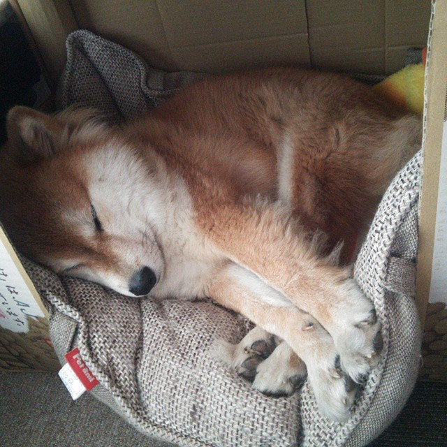 极地火山 vs 两河文明，奥运周期关键战中冰岛冲垮伊拉克的法则崩坏