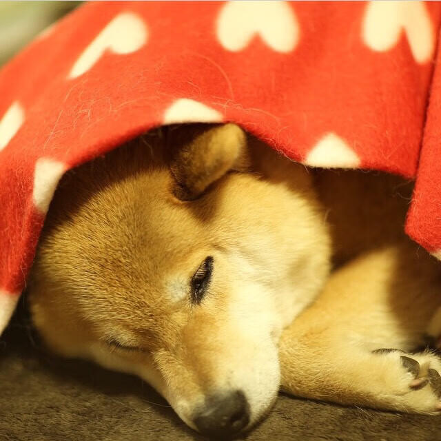 平行宇宙中，辽宁队的钢铁洪流撞上了老鹰的翅膀