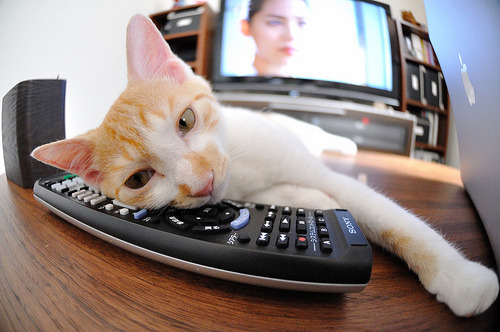 当灰熊与奇才的战术簿全部失效,文班亚马是球场上的唯一答案