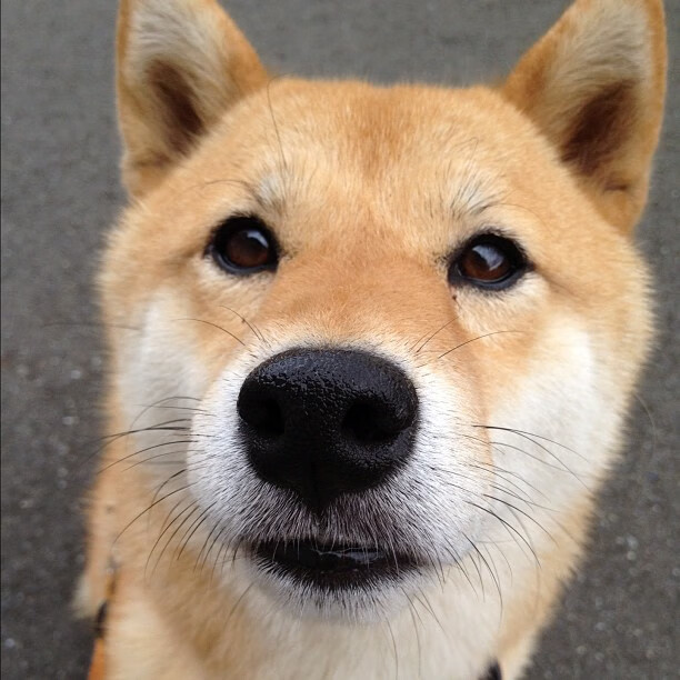 布伦森死神交响曲，爵士利刃出鞘，森林狼的叹息是末节注解