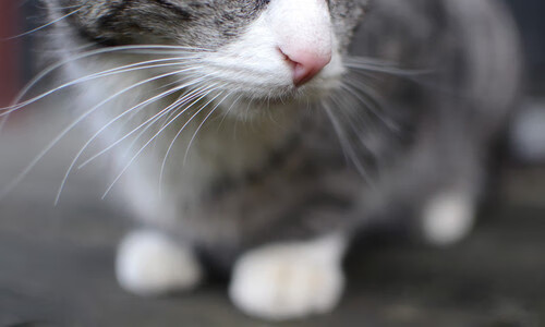 峡谷血战,红白二色间的重生之役