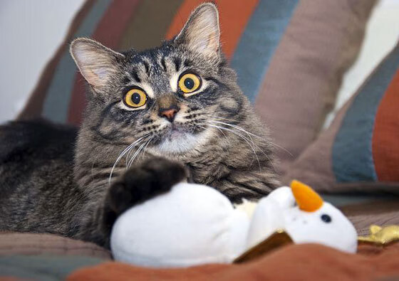 安菲尔德的天使之翼,当梅西在欧冠半决赛之夜,跨越凡人到传奇的临界点