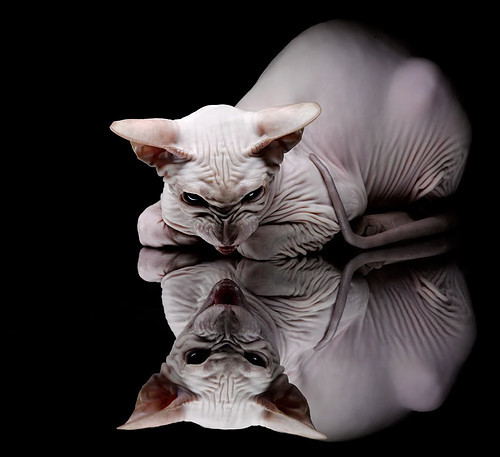 落日长河,塔图姆一剑封喉时,底特律铁血已成往事